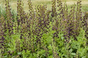 Baptisia 'Dark Chocolate' New 2025